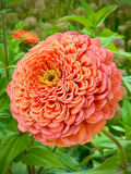 Coral Spiral