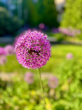 Magenta Dream